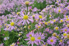 Aster ericoides 'Pink Star'