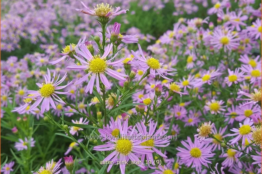 Aster ericoides 'Pink Star'