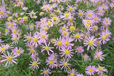 Aster ericoides 'Pink Star'