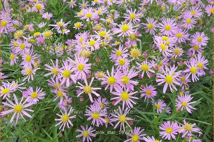 Aster ericoides 'Pink Star'