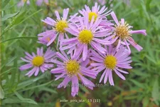 Aster ericoides 'Pink Star'