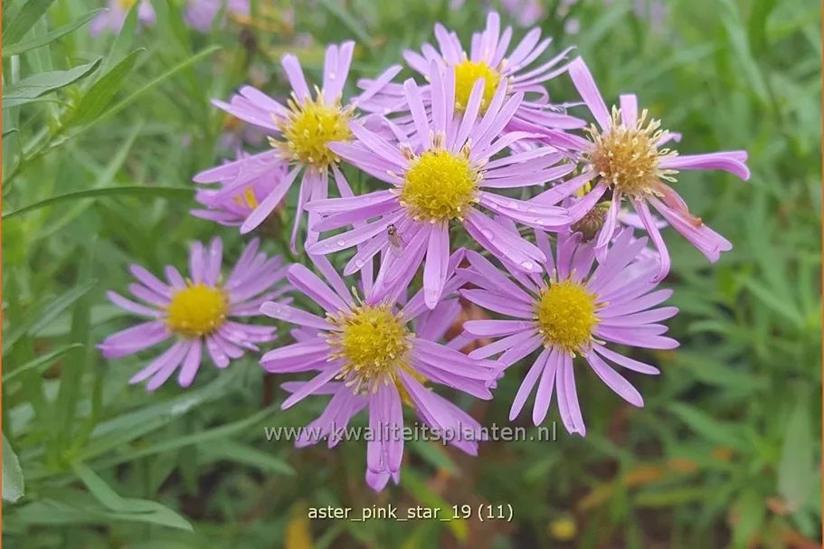 Aster ericoides 'Pink Star'