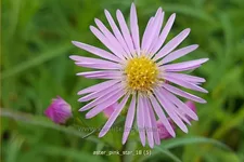 Aster ericoides 'Pink Star'