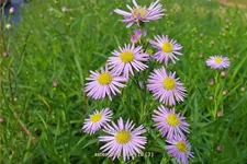 Aster ericoides 'Pink Star'