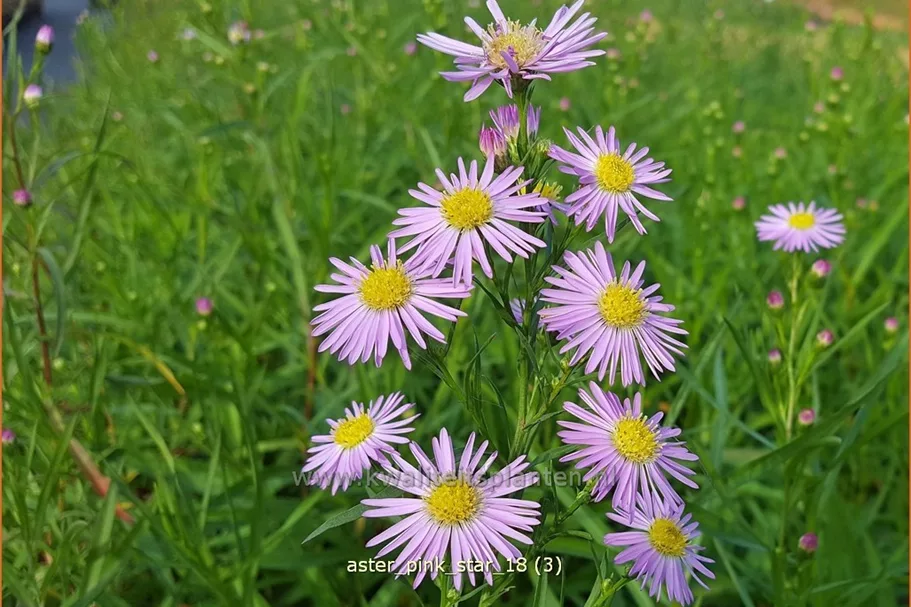 Aster ericoides 'Pink Star'