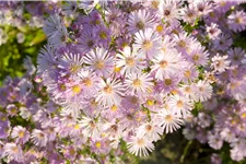 Aster ericoides 'Pink Star'