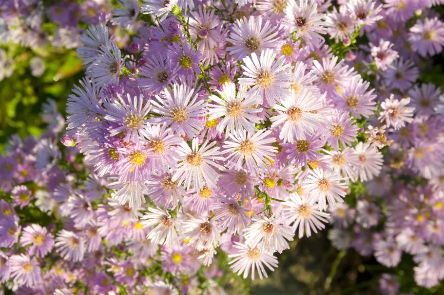 Aster ericoides 'Pink Star'