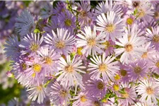 Aster ericoides 'Pink Star'