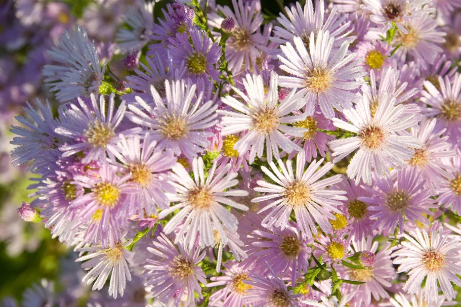 Aster ericoides 'Pink Star'