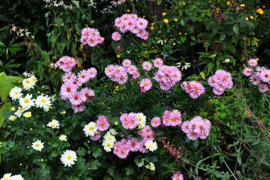 Aster ericoides 'Pink Star'