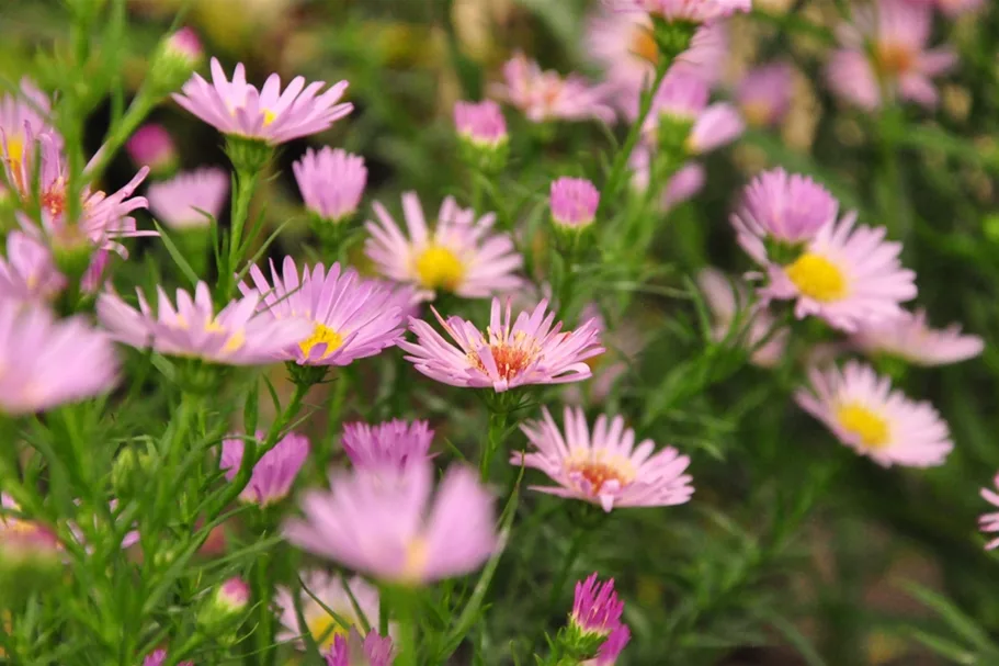 Aster ericoides 'Pink Star'
