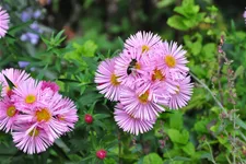 Aster ericoides 'Pink Star'