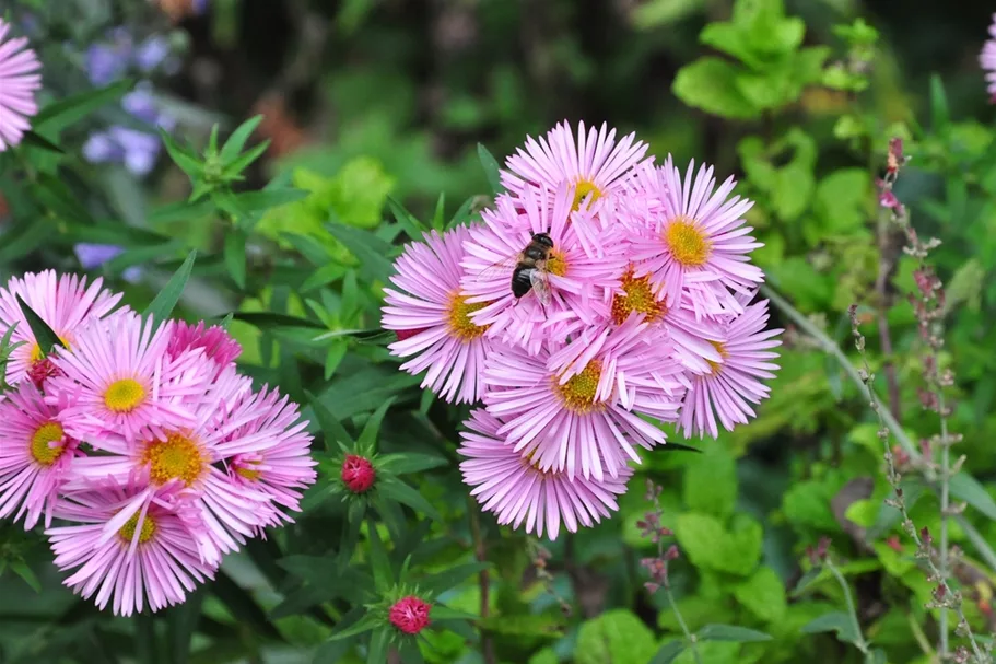 Aster ericoides 'Pink Star'
