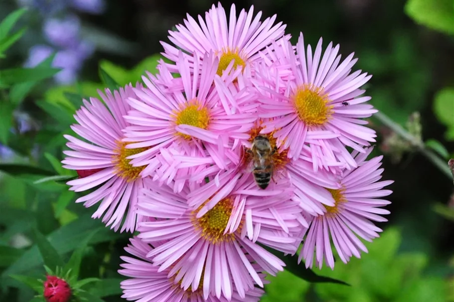 Aster ericoides 'Pink Star'