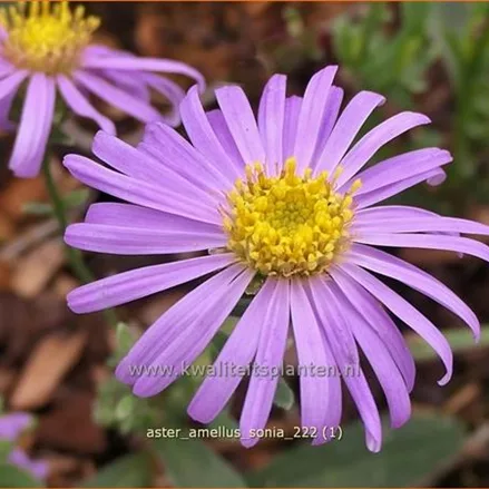 Aster amellus 'Sonia'