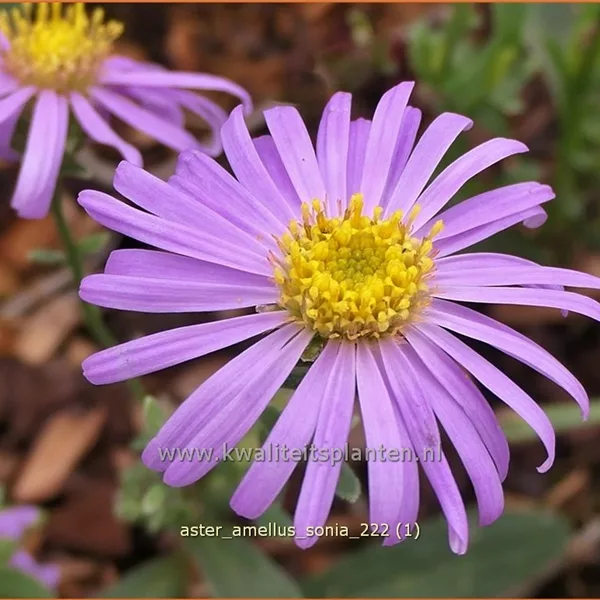 Aster amellus 'Sonia'