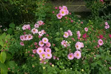Aster ericoides 'Pink Star'