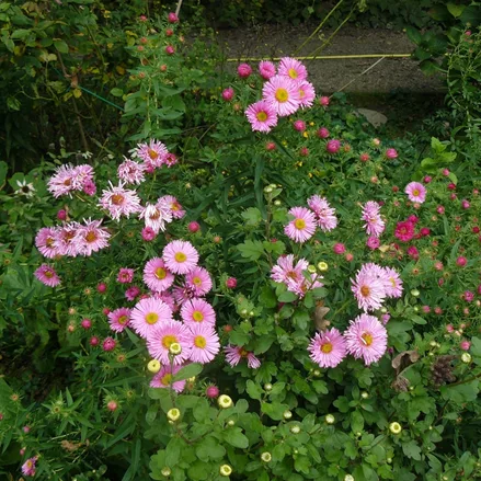Aster ericoides 'Pink Star'