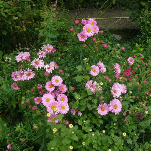Aster ericoides 'Pink Star'