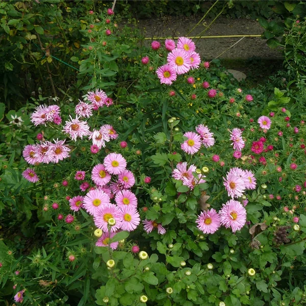 Aster ericoides 'Pink Star'