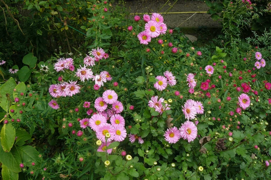 Aster ericoides 'Pink Star'