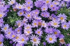 Aster dumosus 'Mittelmeer'