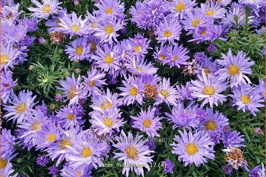 Aster dumosus 'Mittelmeer'
