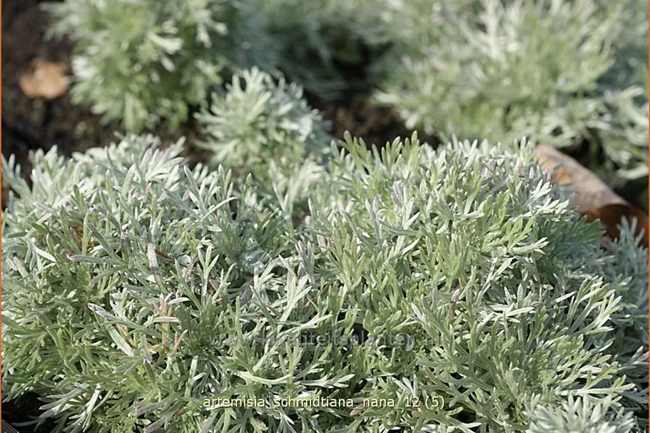 Artemisia schmidtiana 'Nana'
