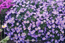 Aster dumosus 'Mittelmeer'