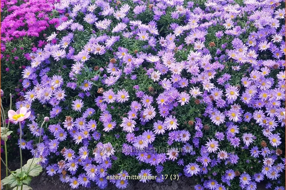 Aster dumosus 'Mittelmeer'