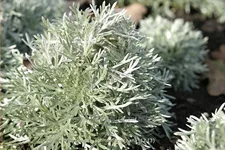 Artemisia schmidtiana 'Nana'