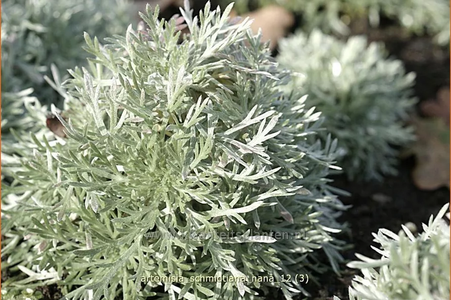 Artemisia schmidtiana 'Nana'