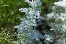 Artemisia schmidtiana 'Nana'