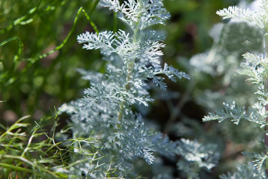 Artemisia schmidtiana 'Nana'