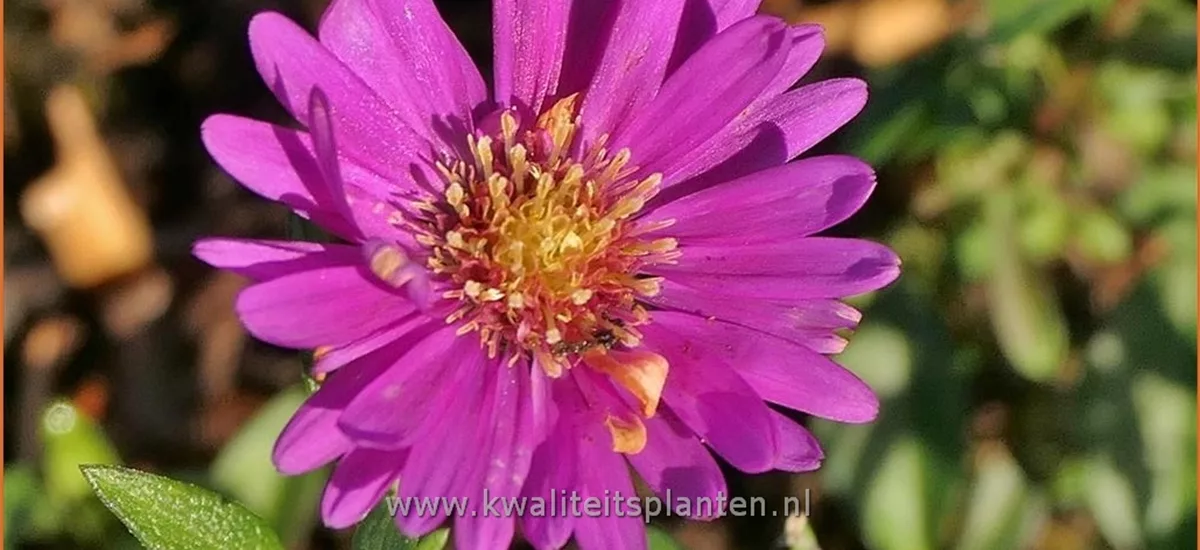 Aster 'Pixie Red Eye'