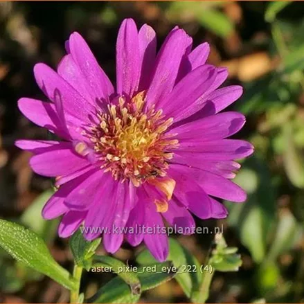 Aster 'Pixie Red Eye'