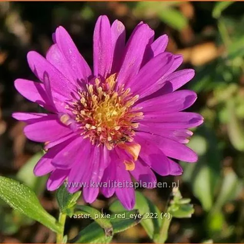 Aster 'Pixie Red Eye'