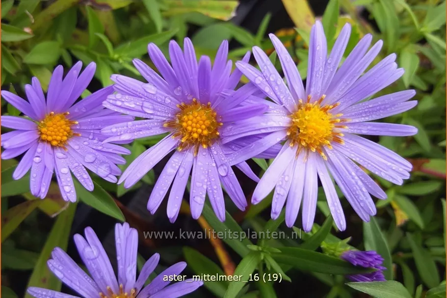 Aster dumosus 'Mittelmeer'