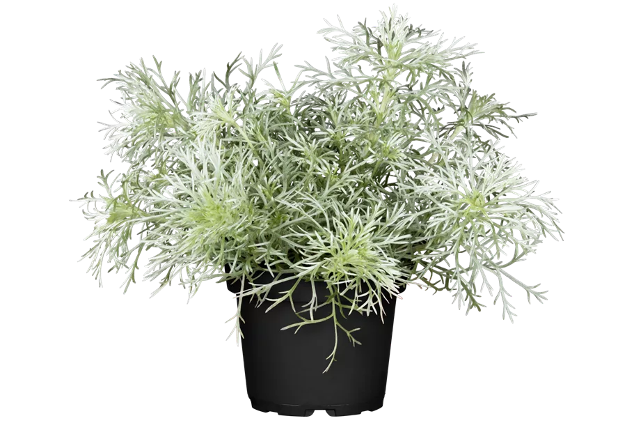 Artemisia schmidtiana 'Nana'
