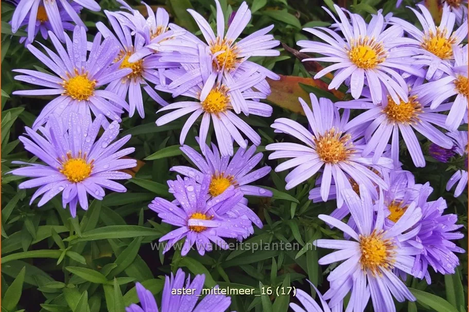 Aster dumosus 'Mittelmeer'