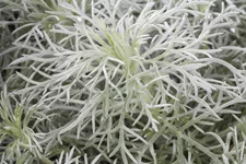 Artemisia schmidtiana 'Nana'
