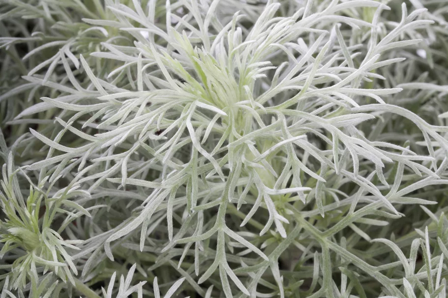 Artemisia schmidtiana 'Nana'