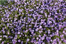 Aster dumosus 'Blaue Lagune'
