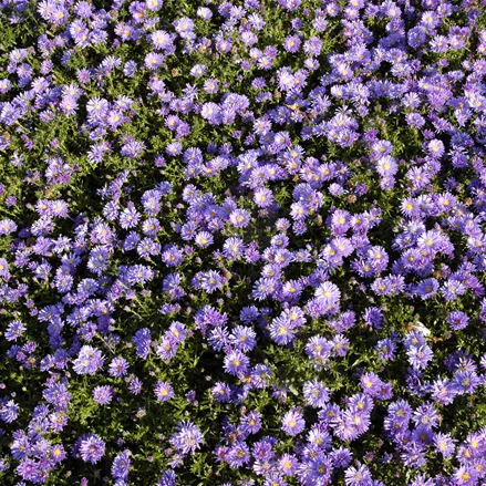 Aster dumosus 'Blaue Lagune'
