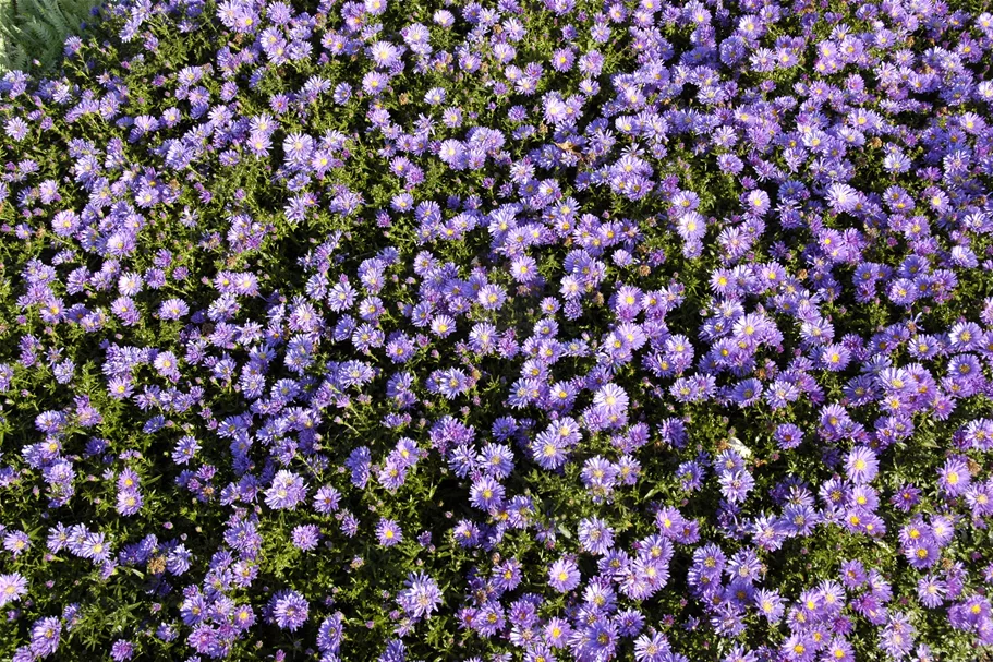 Aster dumosus 'Blaue Lagune'