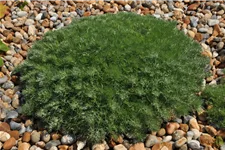 Artemisia schmidtiana 'Nana'