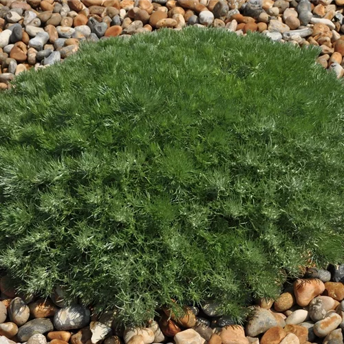 Artemisia schmidtiana 'Nana'