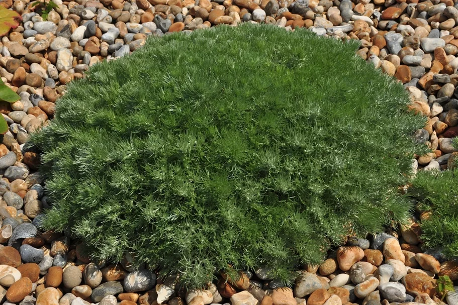 Artemisia schmidtiana 'Nana'