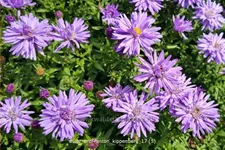 Aster dumosus 'Prof. Anton Kippenberg'