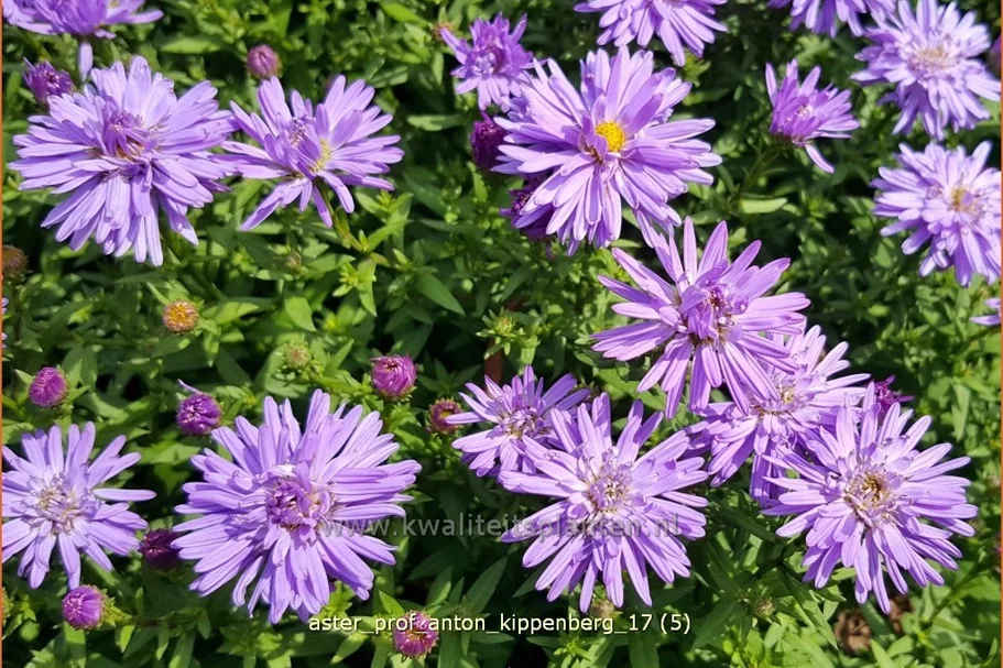 Aster dumosus 'Prof. Anton Kippenberg'